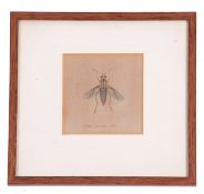 Late 18th century entomological study of a bibionidae or march fly, coloured engraving, 3 x 3ins