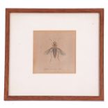 Late 18th century entomological study of a bibionidae or march fly, coloured engraving, 3 x 3ins