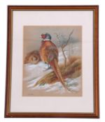 G T C Kirby, (British, 20th century), A cock and hen Pheasant in winter, watercolour, signed, 13 x