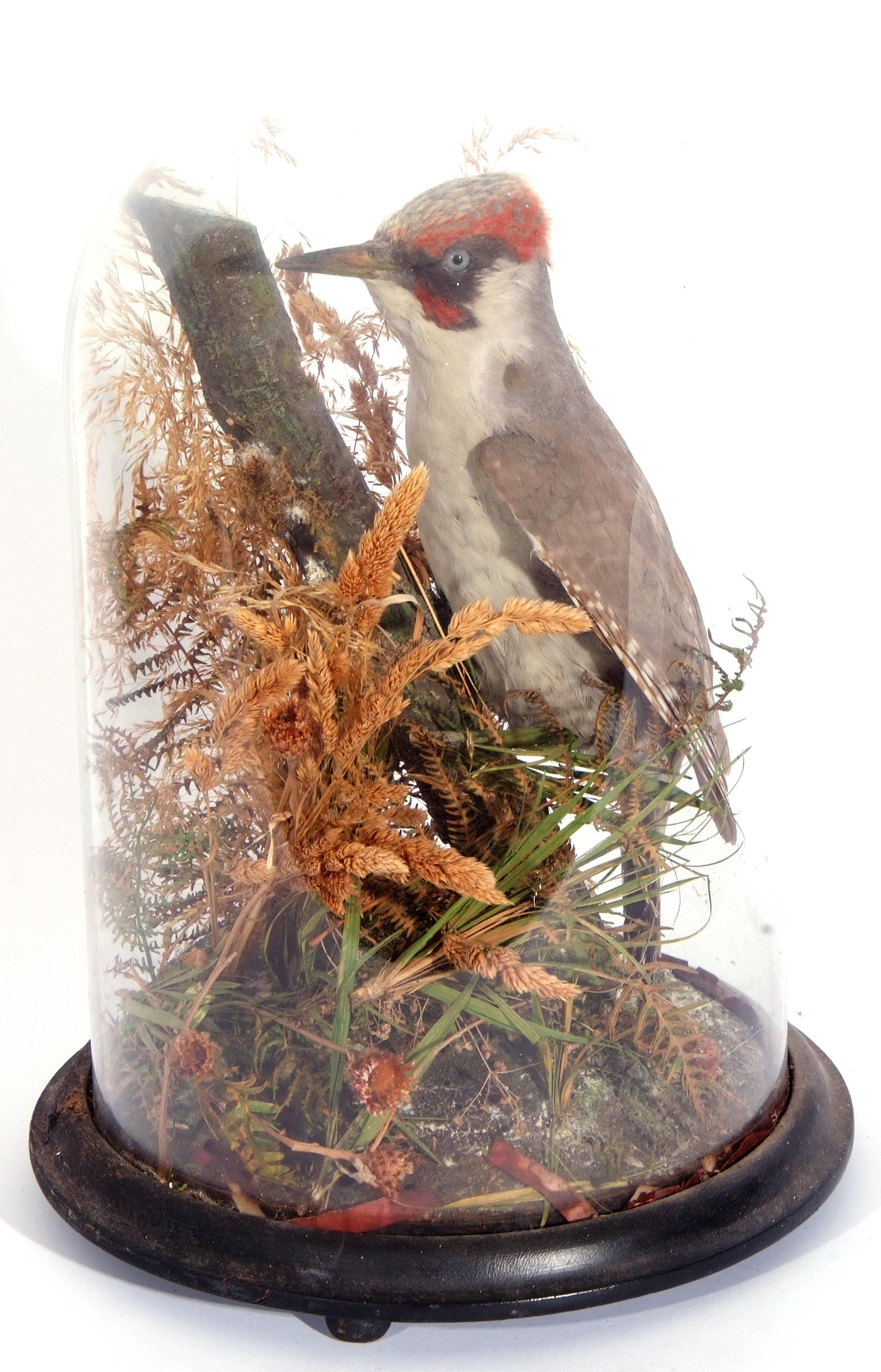 A Taxidermy green Woodpecker, in naturalistic setting under a glass dome, 36cm high. - Image 2 of 2