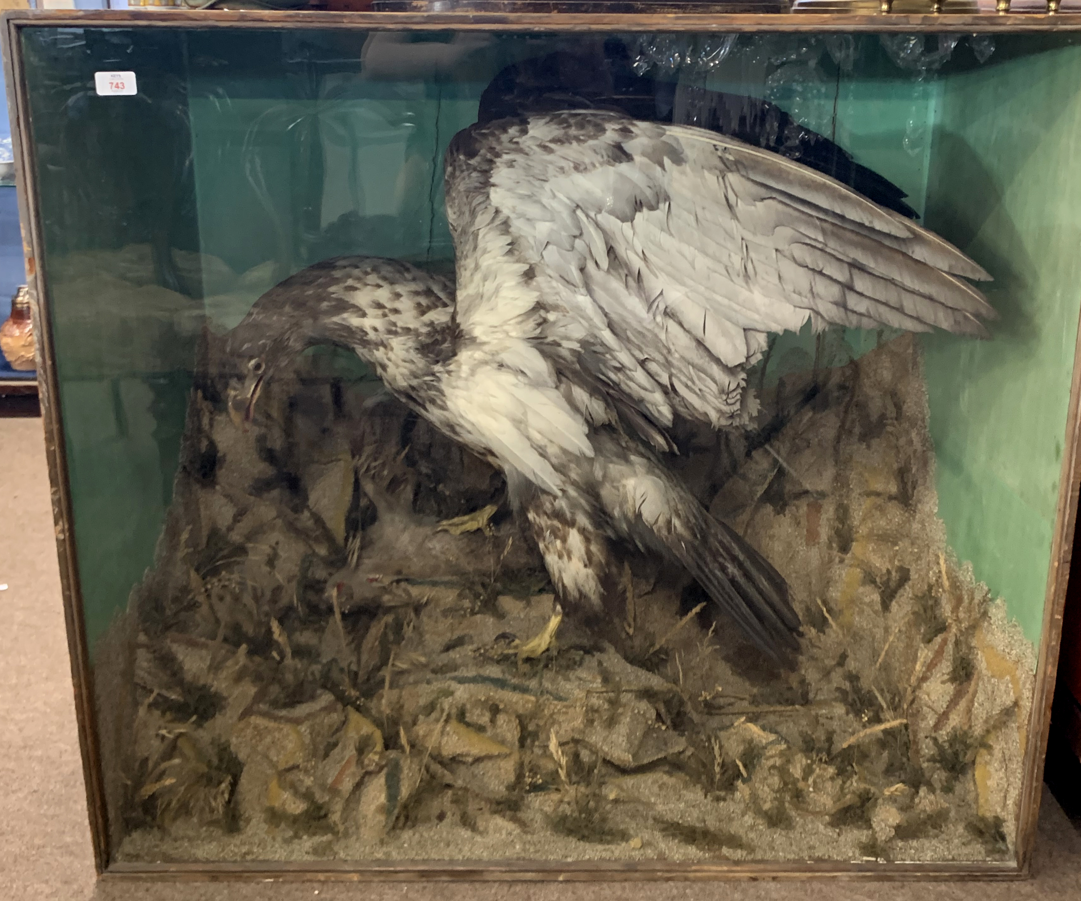 Taxidermy cased Bird of Prey with rabbit in naturalistic setting, 95 x 107cm (possibly American - Image 3 of 4