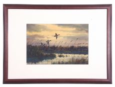 Winston Megoran (British 20th Century), Tufted Ducks rising for a reed bed, Watercolour, signed ,