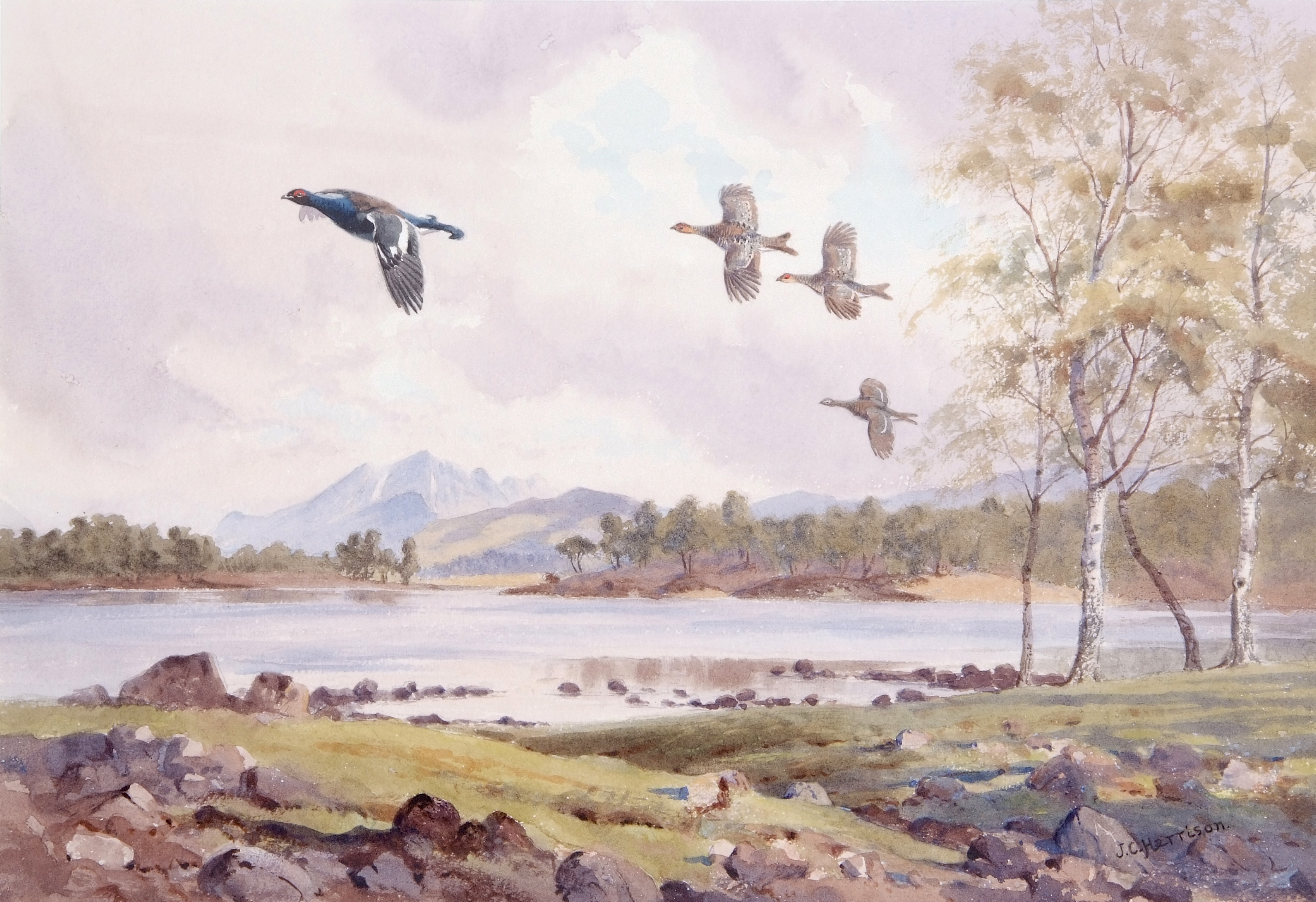 John Cyril Harrison (British 20th C) Black Grouse in flight, watercolour, gouache with pencil