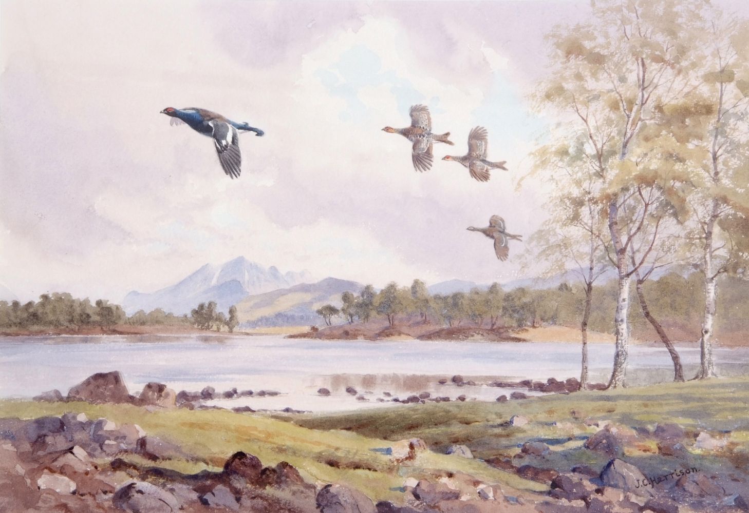 Ornithology, Wildlife & Sporting Art