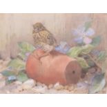 Winifred Austen (British, 19th century), A Young Robin, watercolour, signed, 11 x 11ins