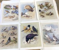 After Archibald Thorburn (British 19th Century), An album of various reproduction prints , Mostly