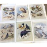 After Archibald Thorburn (British 19th Century), An album of various reproduction prints , Mostly