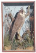 Taxidermy Peregrine Falcon (Falco Peregrinus) by J A Cole of Norwich