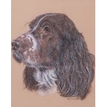 Pauline Henry (British 20th Century) Head of a Spaniel, pastel, signed, 7.5 x 9.5ins