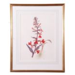 Barbara Shaw (British Contemporary) Floral Still Life - Cardinal Flowers, watercolour, signed with