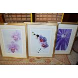 THREE COLOURED PRINTS, ORCHID SPECIES, GILT F/G, 57CM HIGH