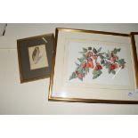 BRIDGET GRAHAM-CLOETE, STUDY OF RED PLUMS, WATERCOLOUR, INITIALLED LOWER LEFT, F/G