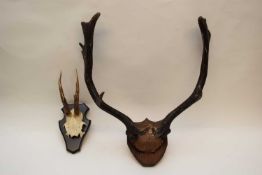 Mixed lot comprising a roe deer part skull and antlers on wooden shield back and a further pair of