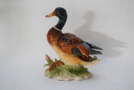 Continental porcelain model of a mallard duck