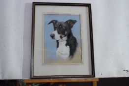 P Rowles Chapman (British, Contemporary), Portrait of a Border Collie. Watercolour, signed.