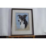 P Rowles Chapman (British, Contemporary), Portrait of a Border Collie. Watercolour, signed.