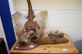TAXIDERMY - MIXED LOT COMPRISING A FOX MASK AND BRUSH ON SHIELD BACK, PHEASANT ON WALL PLAQUE AND