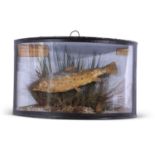Taxidermy interest - a small trout set in naturalistic surround, hand written label 'Taken by M W