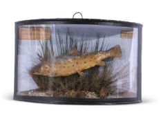 Taxidermy interest - a small trout set in naturalistic surround, hand written label 'Taken by M W