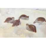Frank Southgate RBA (British, 1872-1916), A Bevy of English Grey Partridges , Watercolour, signed.