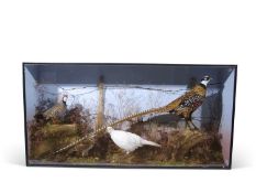 Taxidermy of a Magnificent Reeves Pheasant with other birds in large case in naturalistic setting