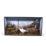 Taxidermy of a Magnificent Reeves Pheasant with other birds in large case in naturalistic setting