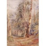 John Middleton (British, 1827-1856), Woodland, Banningham , Pencil, watercolour, unsigned, framed