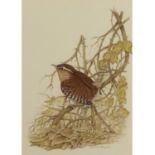 Colin Challis (British, 1939-2018), Wren, Watercolour, signed. 7.5x5ins