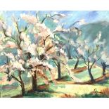 Sonia Harris (British, 1923-2018), Peach Blossom, Lebanon , Oil on canvas, signed. 23x25ins