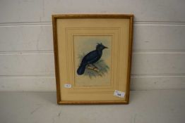 COLOURED PRINT OF TROPICAL BIRD, F/G