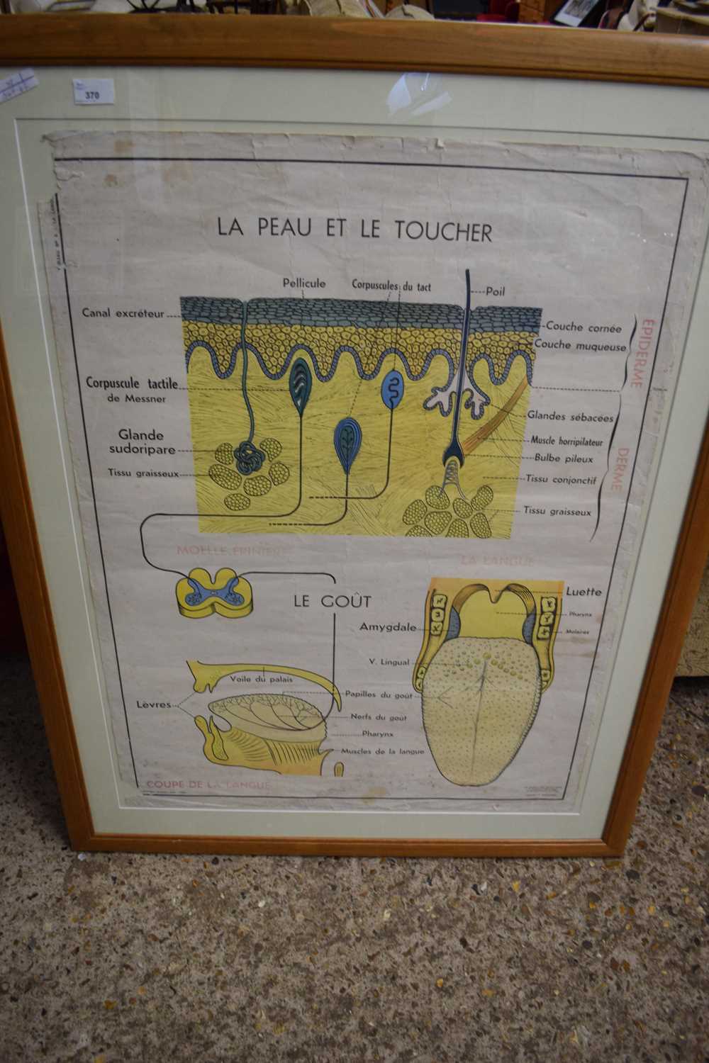 FRENCH EDUCATIONAL POSTER DEPICTING THE ANATOMY OF THE SKIN AND MOUTH, F/G, 112CM HIGH