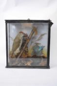 Taxidermy antique display Green Woodpecker and Kingfisher in a flat fronted glazed case, 35cm