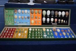 Large wooden box with set of reproduction birds eggs for identification (qty)