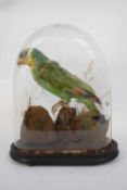 Taxidermy antique Amazon parrot set on a rocky outcrop set under a glass dome with socle base (