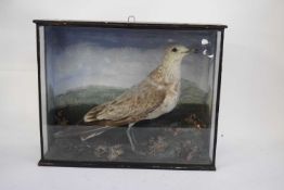 Taxidermy antique immature seagull set in a naturalistic seashore type display, flat fronted