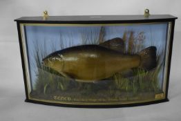 Taxidermy modern Tench (Tinca tinca) in naturalistic setting and bow front case marked Tench (