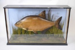 Taxidermy modern Bream displayed in naturalistic setting and flat fronted glazed case, weight at