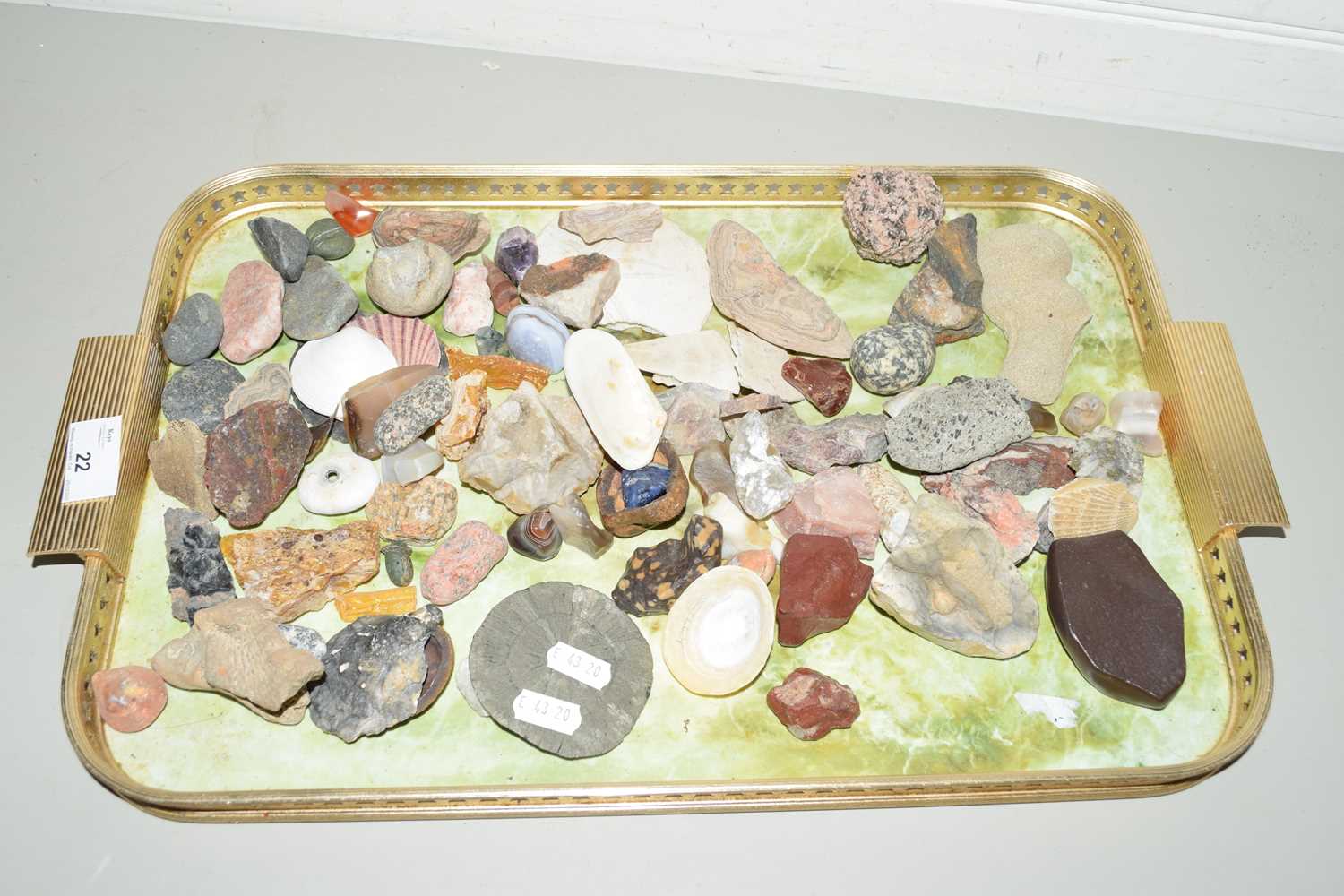 TRAY CONTAINING VARIOUS SEASHELLS