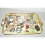 TRAY CONTAINING VARIOUS SEASHELLS