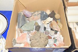 BOX CONTAINING VARIOUS SEASHELLS