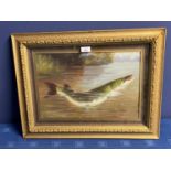 Gilt framed oil painting study of a pike rising from a river, 26 x 39cm