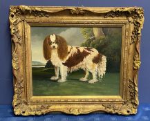 C20th oil on board, study of a King Charles Spaniel, signed and dated John McCorquodale 88, 40 x
