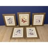Set of 5 framed and glazed coloured prints depicting butterflies. Condition - faded