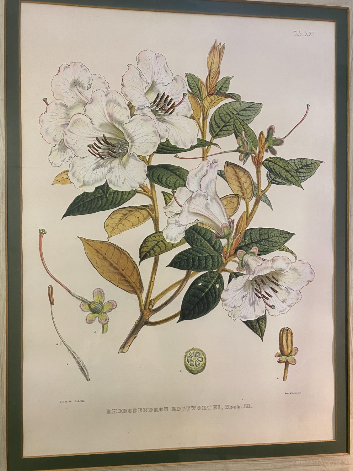 Pair of large Botanical Prints, Rhododendrons, framed and glazed, 95 x 76 including frames cm, faded - Image 2 of 12