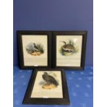 C19th 3 ornithological coloured print of a Golden Eagle, Skylark and a Bittern