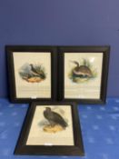 C19th 3 ornithological coloured print of a Golden Eagle, Skylark and a Bittern