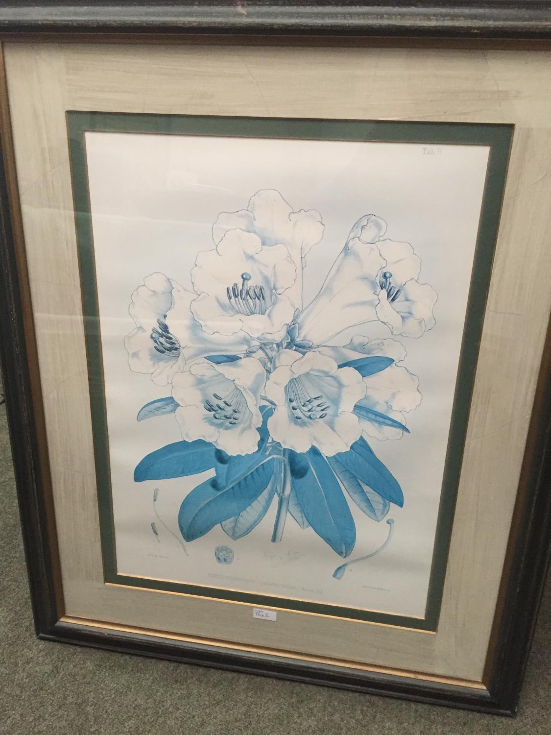 Pair of large Botanical Prints, Rhododendrons, framed and glazed, 95 x 76 including frames cm, faded - Image 9 of 12