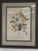 Pair of large Botanical Prints, Rhododendrons, framed and glazed, 95 x 76 including frames cm, faded