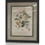 Pair of large Botanical Prints, Rhododendrons, framed and glazed, 95 x 76 including frames cm, faded