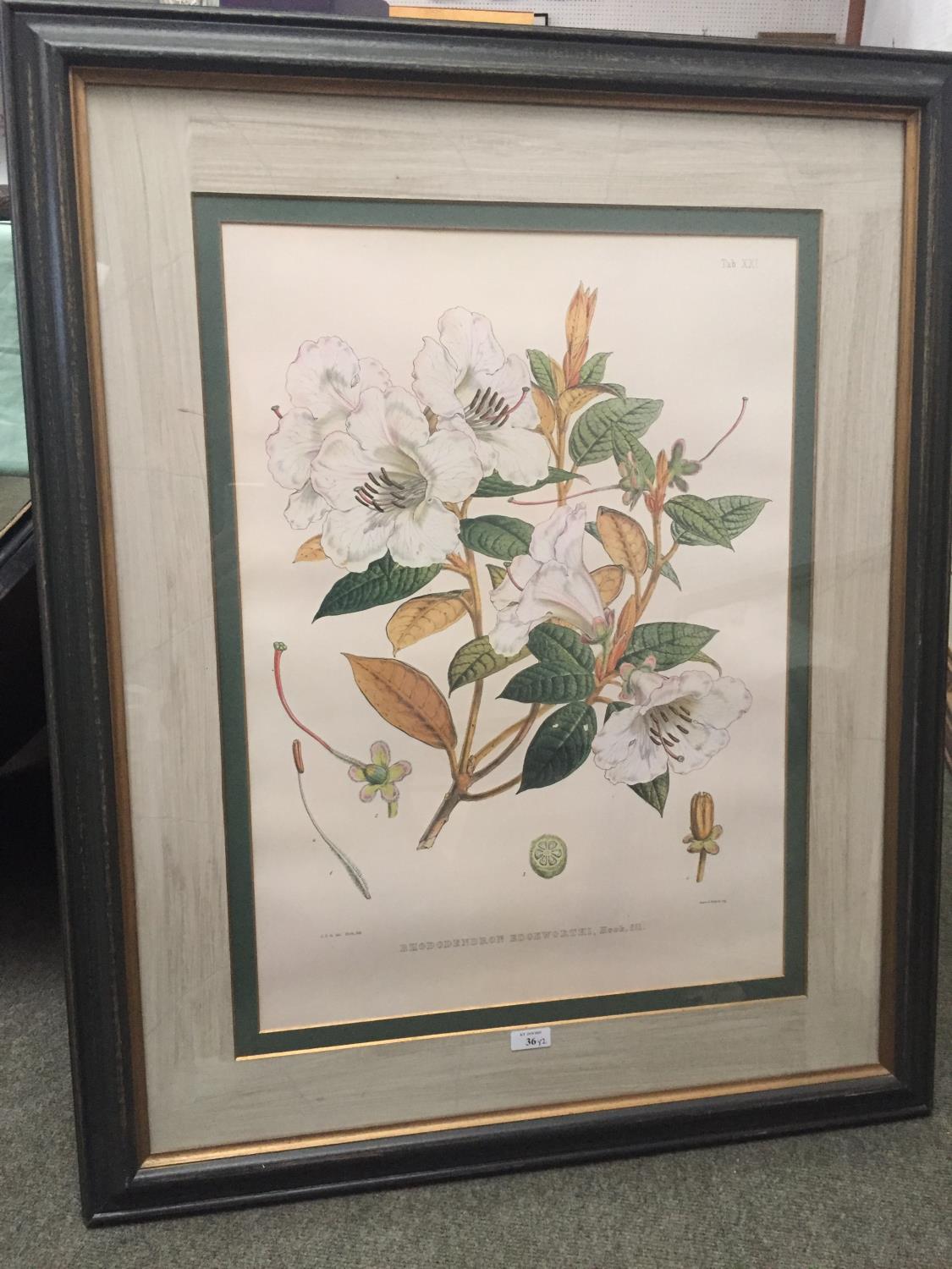 Pair of large Botanical Prints, Rhododendrons, framed and glazed, 95 x 76 including frames cm, faded - Image 4 of 12